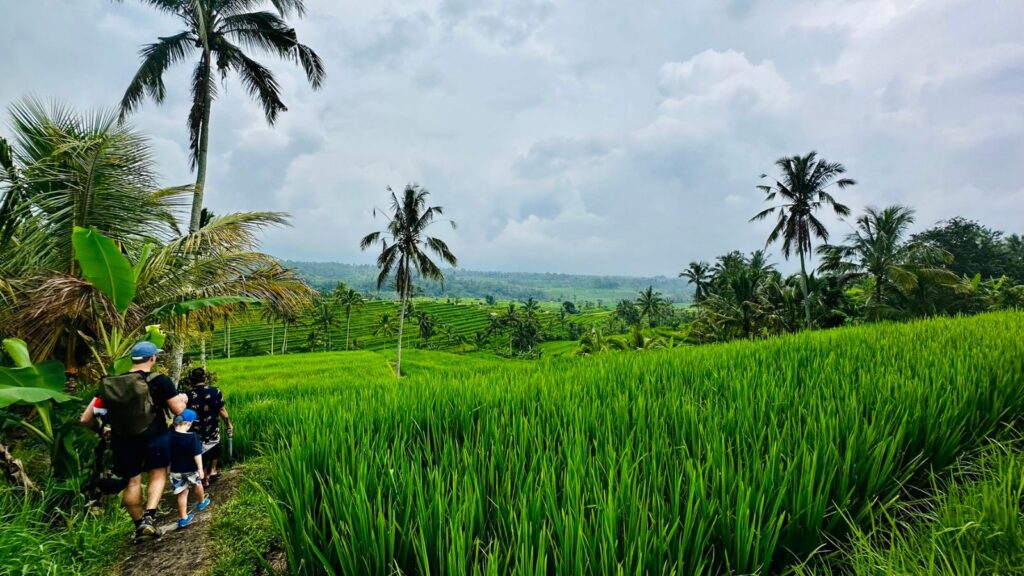 Grüne Reisterrassen in Jatiluwih auf Bali