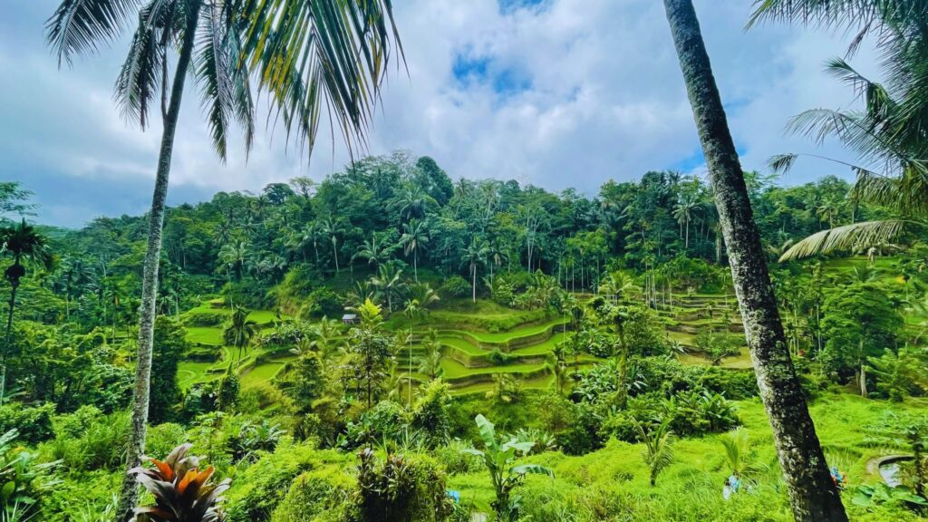 Grüne Tegalalang Reisterrassen rund um Ubud auf Bali