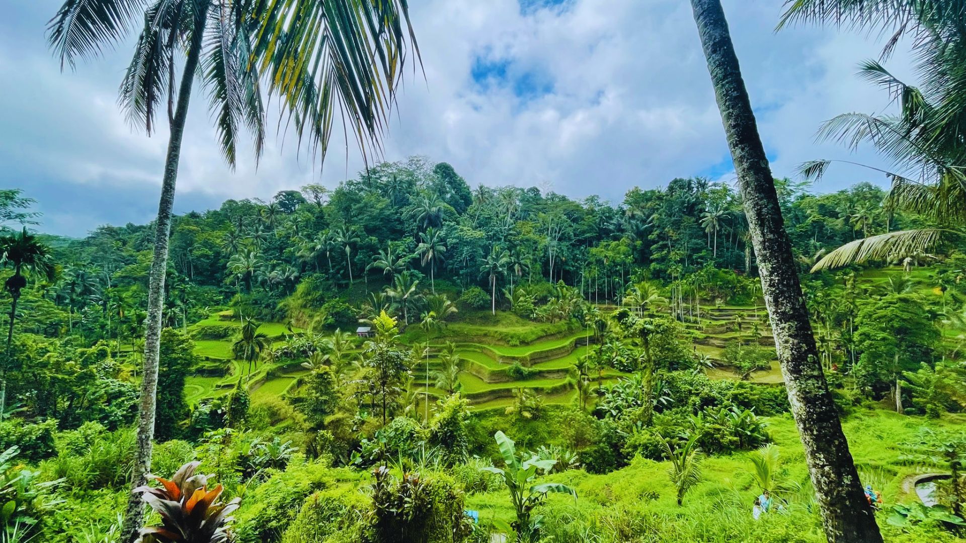 Grüne Tegalalang Reisterrassen rund um Ubud auf Bali