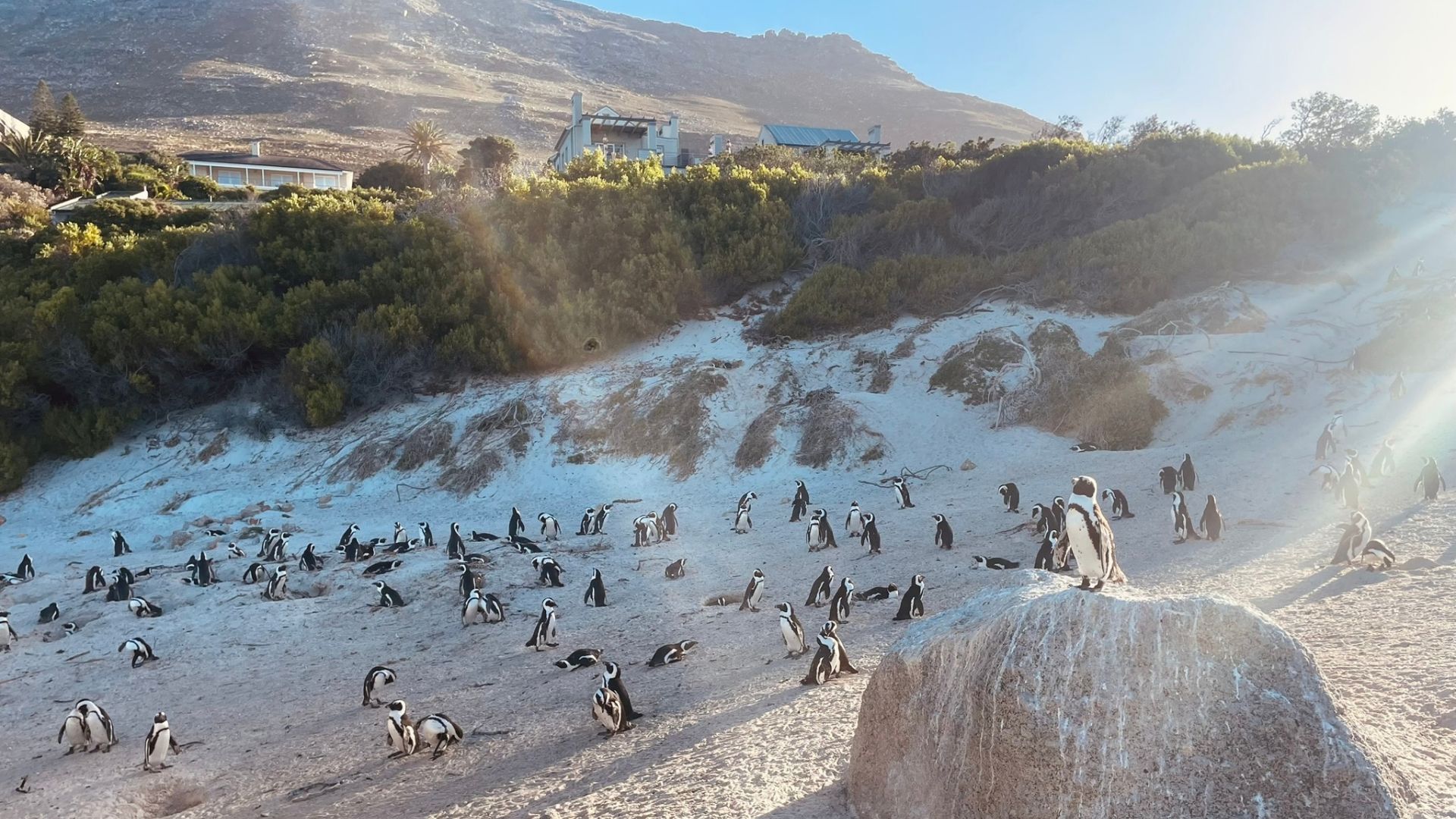 Kapstadt mit Kindern bei einem Besuch am Boulders Beach